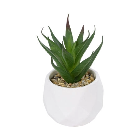ΠΑΧΥΦΥΤΟ ALOE ΣΕ ΓΛΑΣΤΡΑΚΙ 20993 Διακοσμητικό Φυτό Αλόη Φ8 x Υ12cm