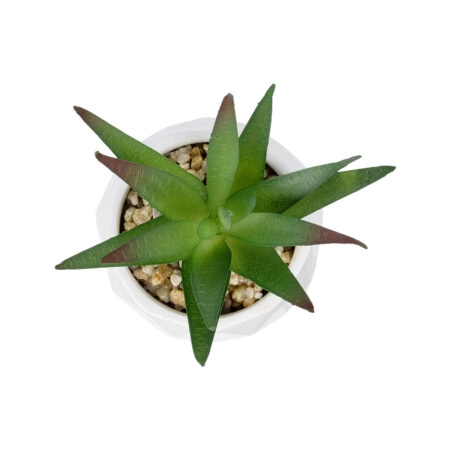ΠΑΧΥΦΥΤΟ ALOE ΣΕ ΓΛΑΣΤΡΑΚΙ 20993 Διακοσμητικό Φυτό Αλόη Φ8 x Υ12cm - Μικρα Φυτά και Παχύφυτα Sticky 1