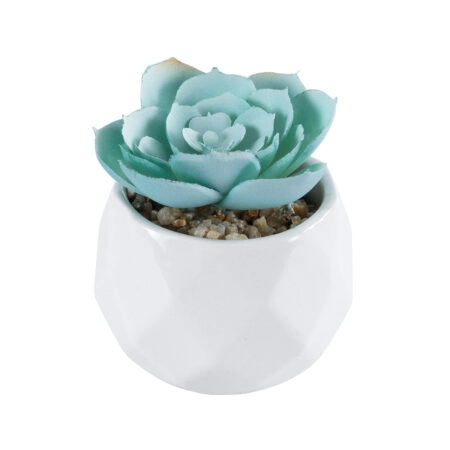 ΠΑΧΥΦΥΤΟ ECHEVERIA 20996 Διακοσμητικό Φυτό Παχύφυτο Εχεβέρια Υ7cm