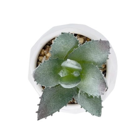 ΠΑΧΥΦΥΤΟ ALOE ΣΕ ΓΛΑΣΤΡΑΚΙ 20999 Διακοσμητικό Φυτό Αλόη  Φ7 x Υ9cm - Μικρα Φυτά και Παχύφυτα Sticky 1