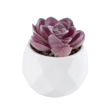 ΠΑΧΥΦΥΤΟ ECHEVERIA 21000 Διακοσμητικό Φυτό Παχύφυτο Εχεβέρια Υ7.5cm