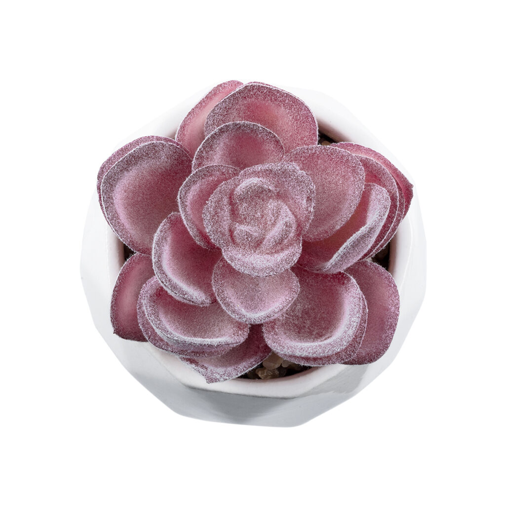 ΠΑΧΥΦΥΤΟ ECHEVERIA 21000 Διακοσμητικό Φυτό Παχύφυτο Εχεβέρια Υ7.5cm