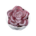 ΠΑΧΥΦΥΤΟ ECHEVERIA 21000 Διακοσμητικό Φυτό Παχύφυτο Εχεβέρια Υ7.5cm