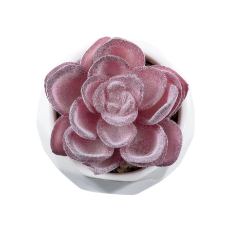 ΠΑΧΥΦΥΤΟ ECHEVERIA 21000 Διακοσμητικό Φυτό Παχύφυτο Εχεβέρια Υ7.5cm - Μικρα Φυτά και Παχύφυτα Sticky 1