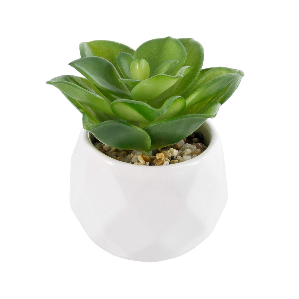 ΠΑΧΥΦΥΤΟ ECHEVERIA 21003 Διακοσμητικό Φυτό Παχύφυτο Εχεβέρια Υ8cm