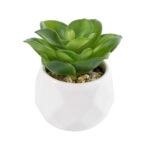 ΠΑΧΥΦΥΤΟ ECHEVERIA 21003 Διακοσμητικό Φυτό Παχύφυτο Εχεβέρια Υ8cm