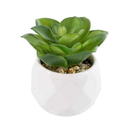 ΠΑΧΥΦΥΤΟ ECHEVERIA 21003 Διακοσμητικό Φυτό Παχύφυτο Εχεβέρια Υ8cm