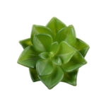 ΠΑΧΥΦΥΤΟ ECHEVERIA 21003 Διακοσμητικό Φυτό Παχύφυτο Εχεβέρια Υ8cm