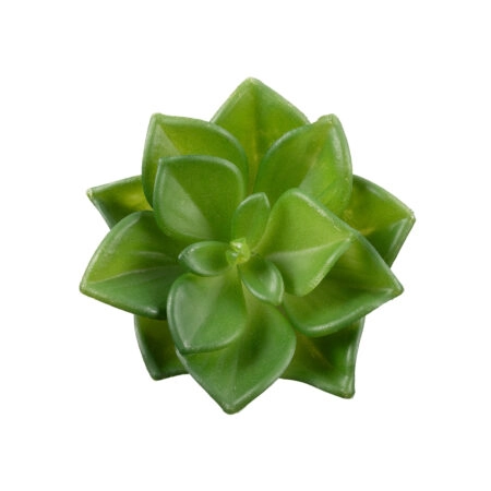 ΠΑΧΥΦΥΤΟ ECHEVERIA 21003 Διακοσμητικό Φυτό Παχύφυτο Εχεβέρια Υ8cm - Μικρα Φυτά και Παχύφυτα Sticky 1