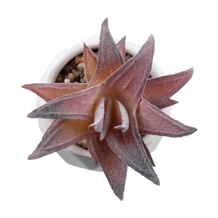 ΠΑΧΥΦΥΤΟ ALOE 21006 Διακοσμητικό Φυτό Παχύφυτο Αλόη Υ10cm - Μικρα Φυτά και Παχύφυτα Sticky 1