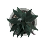 ΠΑΧΥΦΥΤΟ ALOE ΣΕ ΓΛΑΣΤΡΑΚΙ 21007 Διακοσμητικό Φυτό Αλόη  Φ7 x Υ14cm
