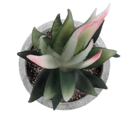 ΠΑΧΥΦΥΤΟ ALOE 21008 Διακοσμητικό Φυτό Παχύφυτο Αλόη Υ14cm - Μικρα Φυτά και Παχύφυτα Sticky 1