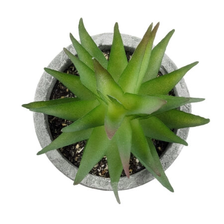 ΠΑΧΥΦΥΤΟ ALOE 21010 Διακοσμητικό Φυτό Παχύφυτο Αλόη Υ11cm - Μικρα Φυτά και Παχύφυτα Sticky 1