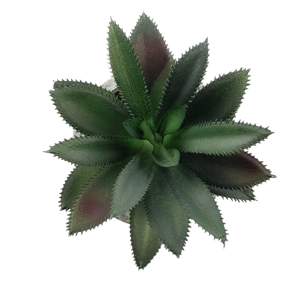 ΠΑΧΥΦΥΤΟ ALOE 21011 Διακοσμητικό Φυτό Παχύφυτο Αλόη Υ13cm