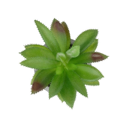 ΠΑΧΥΦΥΤΟ ALOE ΣΕ ΓΛΑΣΤΡΑΚΙ 21012 Διακοσμητικό Φυτό Αλόη  Φ9 x Υ13cm - Μικρα Φυτά και Παχύφυτα Sticky 1