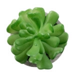 ΠΑΧΥΦΥΤΟ CRASSULA 21014 Διακοσμητικό Φυτό Παχύφυτο Κράσουλα Υ11.5cm