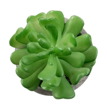 ΠΑΧΥΦΥΤΟ CRASSULA 21014 Διακοσμητικό Φυτό Παχύφυτο Κράσουλα Υ11.5cm - Μικρα Φυτά και Παχύφυτα Sticky 1