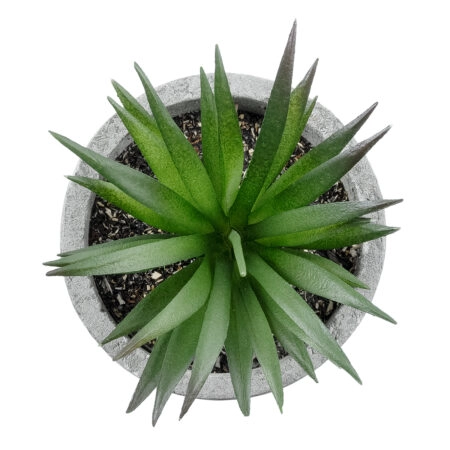 ΠΑΧΥΦΥΤΟ ALOE 21030 Διακοσμητικό Φυτό Παχύφυτο Αλόη Υ10cm - Μικρα Φυτά και Παχύφυτα Sticky 1