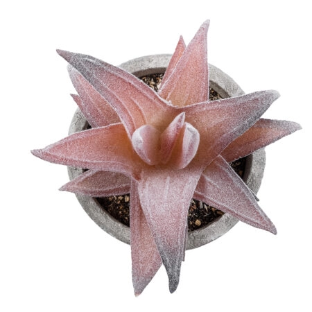 ΠΑΧΥΦΥΤΟ ALOE 21032 Διακοσμητικό Φυτό Παχύφυτο Αλόη Υ11cm - Μικρα Φυτά και Παχύφυτα Sticky 1