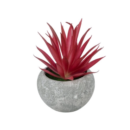 AIR PLANT TILLANDSIA ΣΕ ΓΛΑΣΤΡΑΚΙ 21035 Διακοσμητικό Φυτό Τιλάντσια Φ12 x Υ15cm