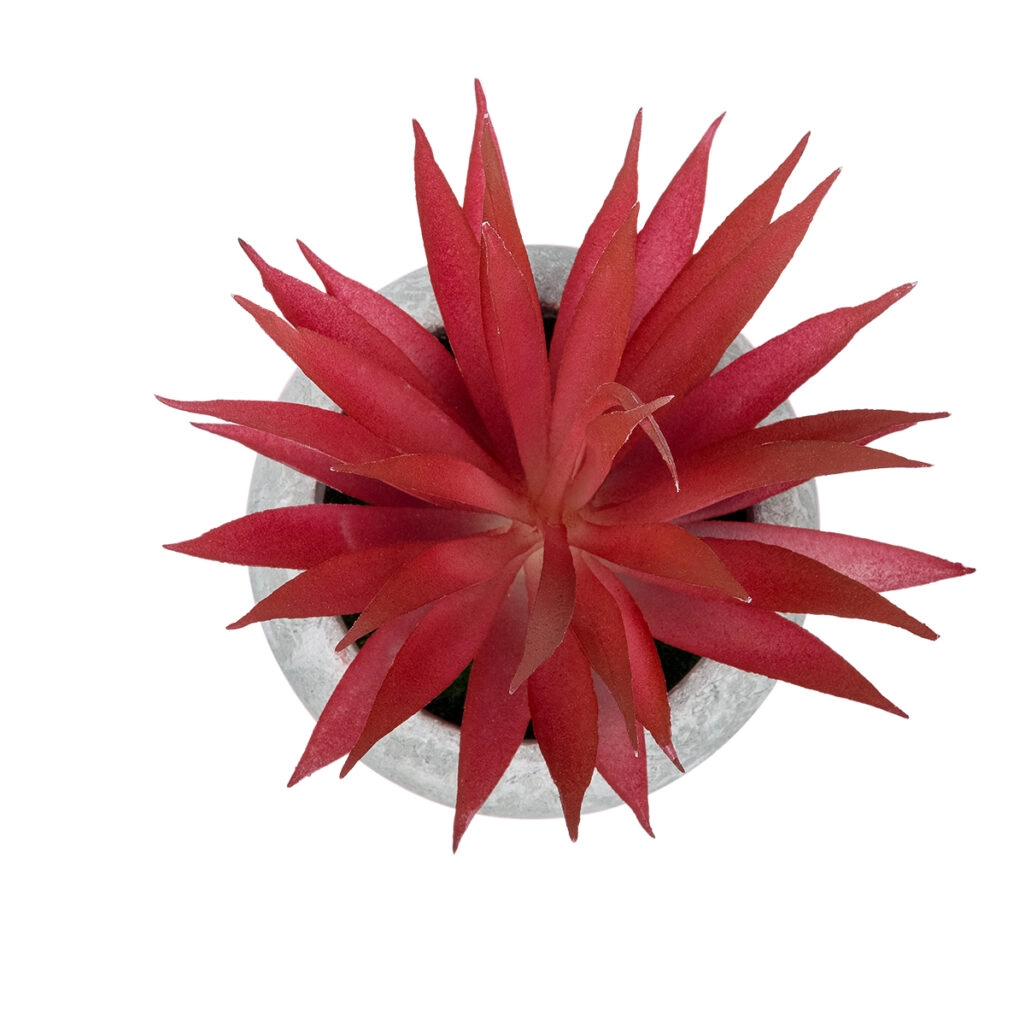 AIR PLANT TILLANDSIA ΣΕ ΓΛΑΣΤΡΑΚΙ 21035 Διακοσμητικό Φυτό Τιλάντσια Φ12 x Υ15cm