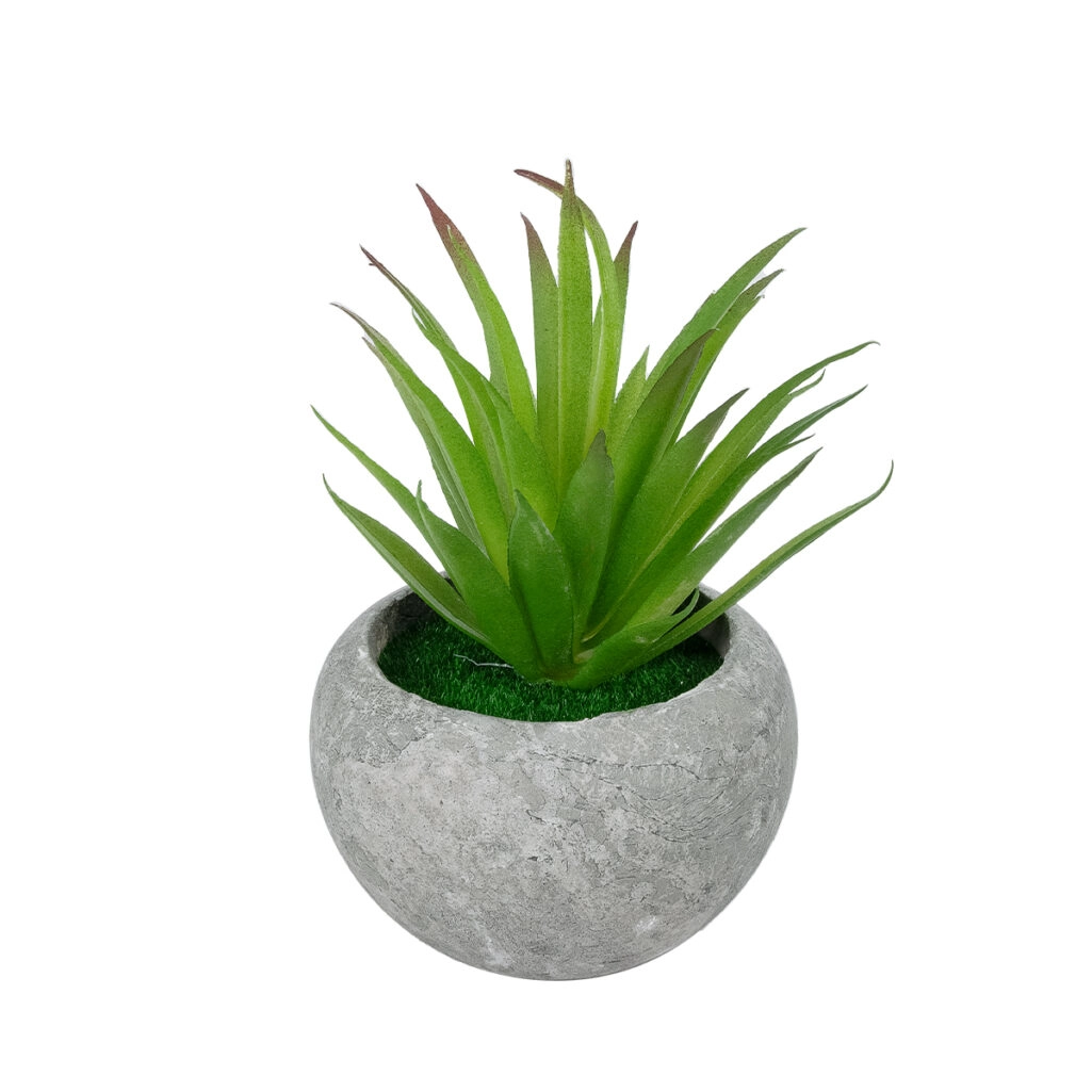 AIR PLANT TILLANDSIA ΣΕ ΓΛΑΣΤΡΑΚΙ 21036 Διακοσμητικό Φυτό Τιλάντσια Φ12 x Υ15cm