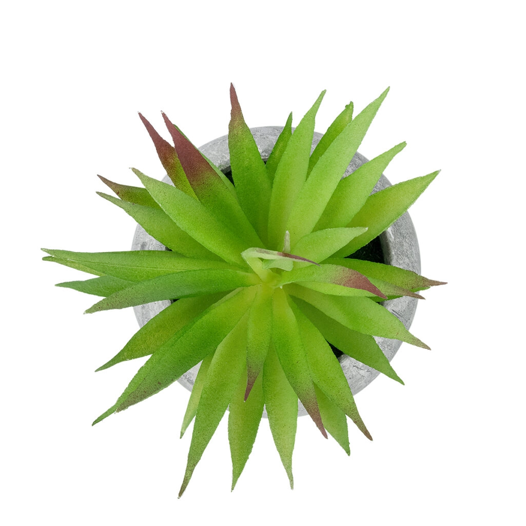 AIR PLANT TILLANDSIA ΣΕ ΓΛΑΣΤΡΑΚΙ 21036 Διακοσμητικό Φυτό Τιλάντσια Φ12 x Υ15cm