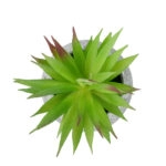 AIR PLANT TILLANDSIA ΣΕ ΓΛΑΣΤΡΑΚΙ 21036 Διακοσμητικό Φυτό Τιλάντσια Φ12 x Υ15cm