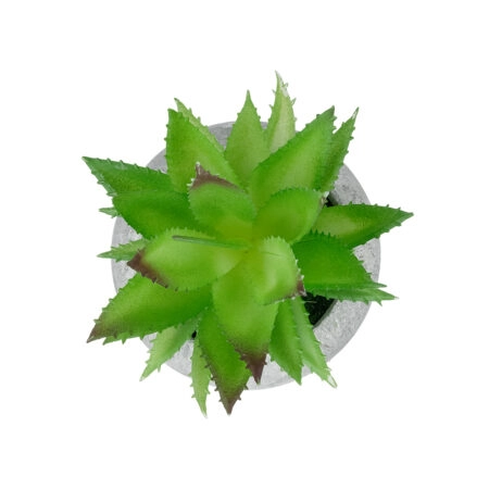 ΠΑΧΥΦΥΤΟ ALOE ΣΕ ΓΛΑΣΤΡΑΚΙ 21037 Διακοσμητικό Φυτό Αλόη Φ10 x Υ15cm - Μικρα Φυτά και Παχύφυτα Sticky 1