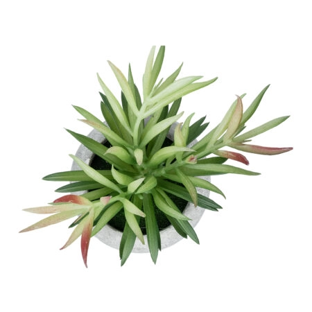 ΠΑΧΥΦΥΤΟ CRASSULA ΣΕ ΓΛΑΣΤΡΑΚΙ 21038 Διακοσμητικό Φυτό Κρασούλα  Φ10 x Υ17cm - Μικρα Φυτά και Παχύφυτα Sticky 1