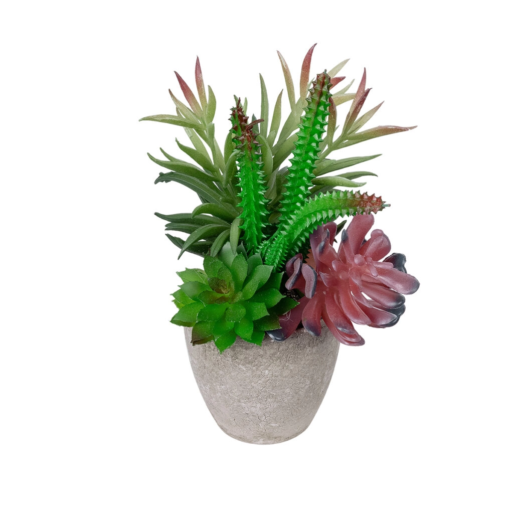 ΠΑΧΥΦΥΤΟ VARIUS PLANT POTTED 21039 Διακοσμητικό Φυτό Μίξ Μ17 x Υ20cm
