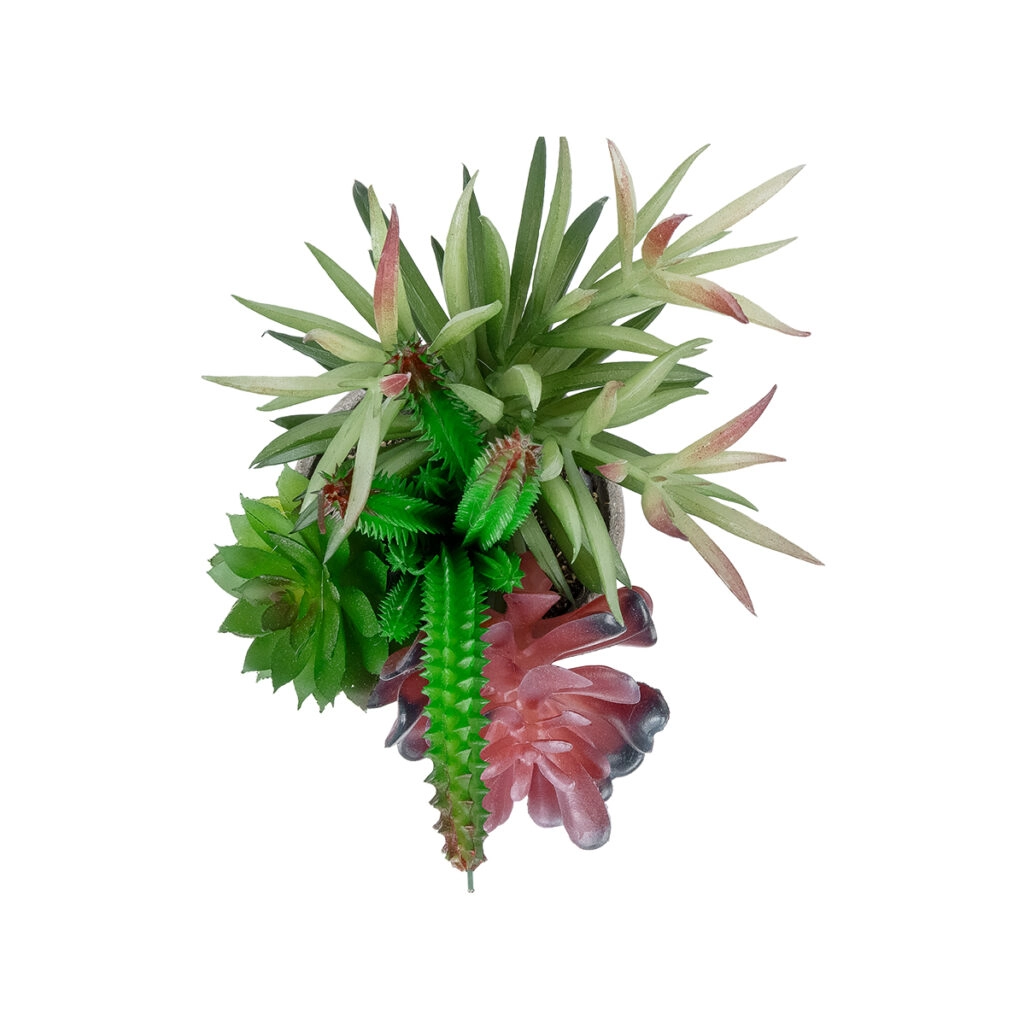 ΠΑΧΥΦΥΤΟ VARIUS PLANT POTTED 21039 Διακοσμητικό Φυτό Μίξ Μ17 x Υ20cm