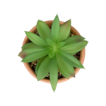 ΠΑΧΥΦΥΤΟ ALOE ΣΕ ΓΛΑΣΤΡΑΚΙ 21040 Διακοσμητικό Φυτό Αλόη Φ9 x Υ14cm - Μικρα Φυτά και Παχύφυτα Sticky 1