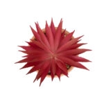AIR PLANT NEOPHYTUM ΣΕ ΓΛΑΣΤΡΑΚΙ 21042 Διακοσμητικό Φυτό Νεόφυτο Φ12 x Υ15cm