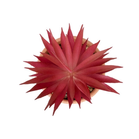 AIR PLANT NEOPHYTUM ΣΕ ΓΛΑΣΤΡΑΚΙ 21042 Διακοσμητικό Φυτό Νεόφυτο Φ12 x Υ15cm - Μικρα Φυτά και Παχύφυτα Sticky 1