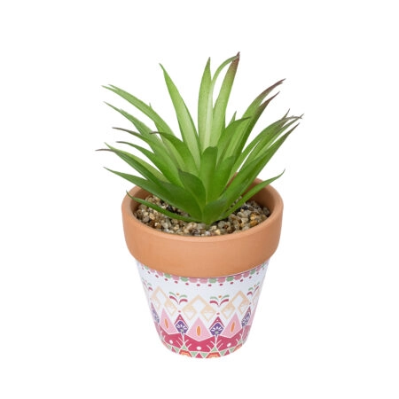AIR PLANT NEOPHYTUM ΣΕ ΓΛΑΣΤΡΑΚΙ 21043 Διακοσμητικό Φυτό Νεόφυτο Φ12 x Υ15cm