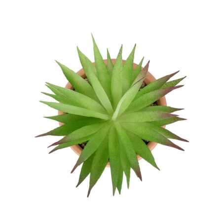 AIR PLANT NEOPHYTUM ΣΕ ΓΛΑΣΤΡΑΚΙ 21043 Διακοσμητικό Φυτό Νεόφυτο Φ12 x Υ15cm - Μικρα Φυτά και Παχύφυτα Sticky 1