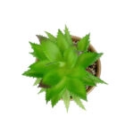 ΠΑΧΥΦΥΤΟ ALOE ΣΕ ΓΛΑΣΤΡΑΚΙ 21044 Διακοσμητικό Φυτό Αλόη Φ12 x Υ16cm