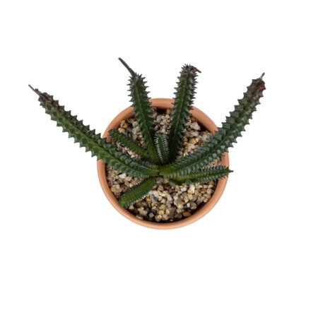 ΠΑΧΥΦΥΤΟ EUPHORBIA ΣΕ ΓΛΑΣΤΡΑΚΙ 21045 Διακοσμητικό Φυτό Ευφορβία Φ11 x Υ19cm - Μικρα Φυτά και Παχύφυτα Sticky 1