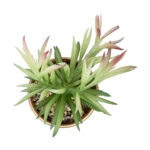 ΠΑΧΥΦΥΤΟ CRASSULA ΣΕ ΓΛΑΣΤΡΑΚΙ 21046 Διακοσμητικό Φυτό Κρασούλα  Φ12 x Υ20cm