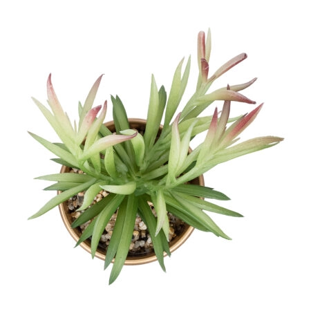 ΠΑΧΥΦΥΤΟ CRASSULA ΣΕ ΓΛΑΣΤΡΑΚΙ 21046 Διακοσμητικό Φυτό Κρασούλα  Φ12 x Υ20cm - Μικρα Φυτά και Παχύφυτα Sticky 1