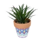 ΠΑΧΥΦΥΤΟ SANSEVIERIA ΣΕ ΓΛΑΣΤΡΑΚΙ 21047 Διακοσμητικό Φυτό Σανσεβιέρια  Φ16x Υ20cm