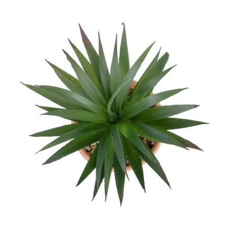ΠΑΧΥΦΥΤΟ SANSEVIERIA ΣΕ ΓΛΑΣΤΡΑΚΙ 21047 Διακοσμητικό Φυτό Σανσεβιέρια  Φ16x Υ20cm - Μικρα Φυτά και Παχύφυτα Sticky 1