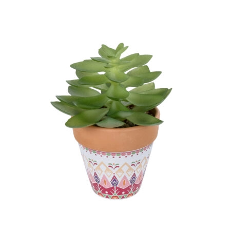 ΠΑΧΥΦΥΤΟ ECHEVERIA ΣΕ ΓΛΑΣΤΡΑΚΙ 21048 Διακοσμητικό Φυτό Εχεβέρια Φ13 x Υ18cm