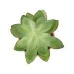 ΠΑΧΥΦΥΤΟ ECHEVERIA ΣΕ ΓΛΑΣΤΡΑΚΙ 21048 Διακοσμητικό Φυτό Εχεβέρια Φ13 x Υ18cm