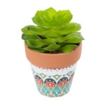 ΠΑΧΥΦΥΤΟ ECHEVERIA 21049 Διακοσμητικό Φυτό Παχύφυτο Εχεβέρια Υ14cm