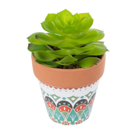 ΠΑΧΥΦΥΤΟ ECHEVERIA 21049 Διακοσμητικό Φυτό Παχύφυτο Εχεβέρια Υ14cm
