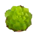 ΠΑΧΥΦΥΤΟ ECHEVERIA 21049 Διακοσμητικό Φυτό Παχύφυτο Εχεβέρια Υ14cm