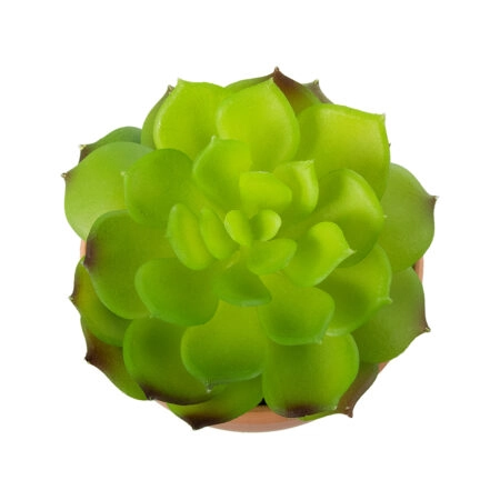 ΠΑΧΥΦΥΤΟ ECHEVERIA 21049 Διακοσμητικό Φυτό Παχύφυτο Εχεβέρια Υ14cm - Μικρα Φυτά και Παχύφυτα Sticky 1