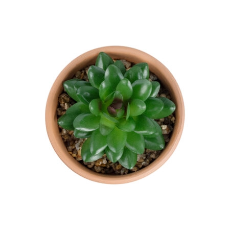 ΠΑΧΥΦΥΤΟ SANSEVIERIA ΣΕ ΓΛΑΣΤΡΑΚΙ 21051 Διακοσμητικό Φυτό Σανσεβιέρια  Φ8x Υ14cm - Μικρα Φυτά και Παχύφυτα Sticky 1